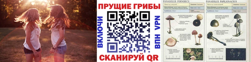 Псилоцибиновые грибы Cubensis  ссылка на мегу зеркало  Мытищи 